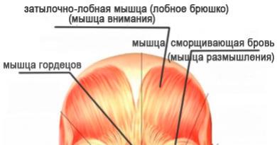 Упражнение для мышцы гордецов и мышцы, сдвигающей брови