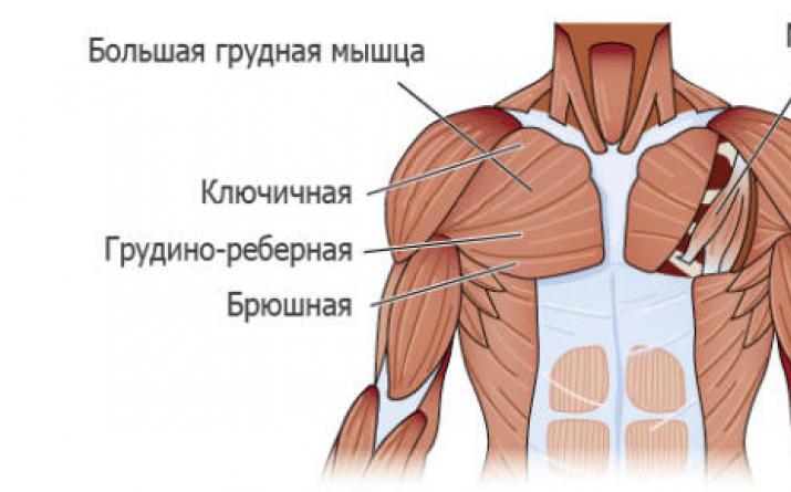 Комплекс эффективных упражнений на грудные мышцы в домашних условиях Упражнения для мышц грудной клетки