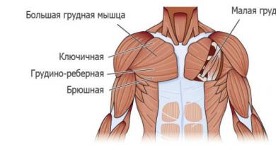 Комплекс эффективных упражнений на грудные мышцы в домашних условиях Упражнения для мышц грудной клетки
