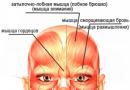 Упражнение для мышцы гордецов и мышцы, сдвигающей брови